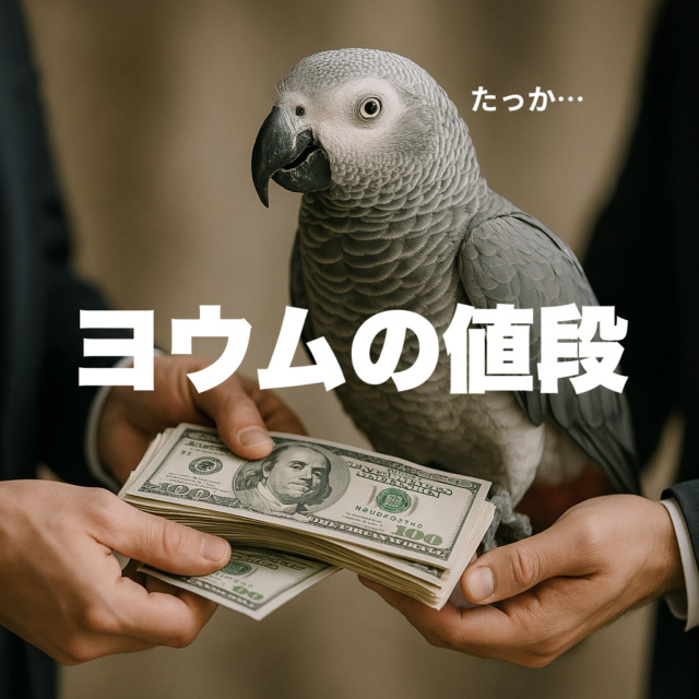 ヨウムの値段